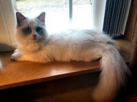 Available Ragdoll Kitten IN