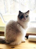 Solange Be Still My Heart_4-20-2021