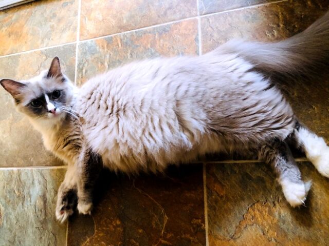 Fiona-Romeo Ragdoll kitten litter due mid June 2021