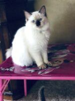 Ragdoll Queen Dhahlilah Chocolate Goddess from Jollytime Ragdolls