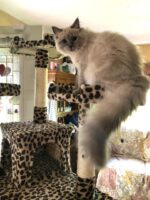 Available Ragdoll Kitten IN