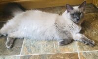 Available Ragdoll Kitten IN