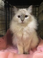 Available Ragdoll Kittens IN