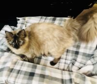 Available ragdoll kittens IN