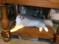 Available Ragdoll Kitten IN