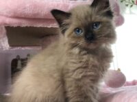 Available Ragdoll Kitten IN