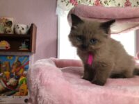 Available Ragdoll Kitten IN