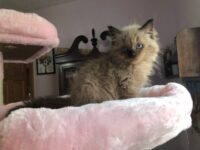 Available Ragdoll Kitten IN