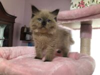 Available Ragdoll Kitten IN