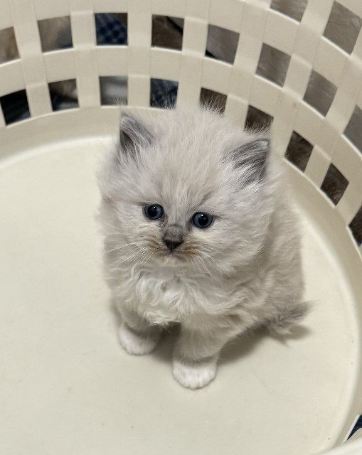 Violet Ragdoll Violet-Bruce Lee dob 11-14-23 Female 1 lilac mink mitted a ...