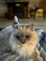 Available Ragdoll Kitten IN