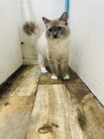 Available Ragdoll Kitten IN