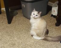 Available Ragdoll Kitten IN