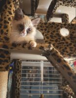 Available Ragdoll Kitten IN