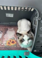 Available Ragdoll Kitten IN