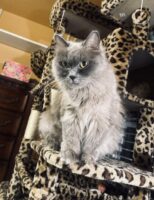 Available Ragdoll Kitten IN