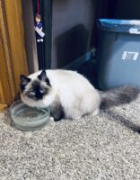 Available Ragdoll Kitten IN