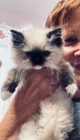 Available Ragdoll Kitten IN