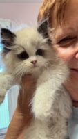 Available Ragdoll Kitten IN