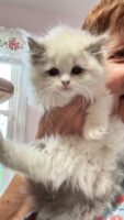 Available Ragdoll Kitten IN