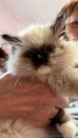 Available Ragdoll Kitten IN