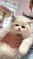Available Ragdoll Kitten IN