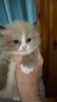 Available Ragdoll Kitten IN