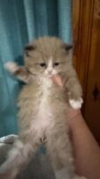 Available Ragdoll Kitten IN