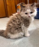 Available Ragdoll Kitten IN