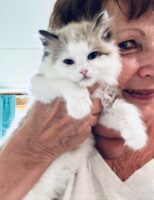 Available Ragdoll Kitten IN