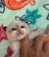 Available Ragdoll Kitten IN