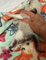 Available Ragdoll Kitten IN