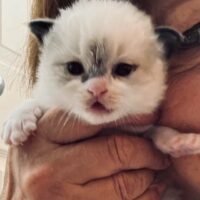 Available Ragdoll Kitten IN