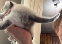 Available Ragdoll Kitten IN