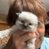 Available Ragdoll Kitten IN