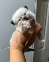 Available Ragdoll Kitten IN