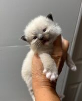 Available Ragdoll Kitten IN