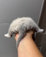 Available Ragdoll Kitten IN