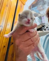 Available Ragdoll Kitten IN