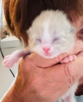 Available Ragdoll Kitten IN