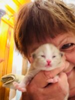 Available Ragdoll Kitten IN