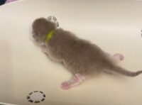 Available Ragdoll Kitten IN