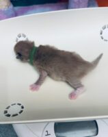 Available Ragdoll Kitten IN