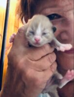 Available Ragdoll Kitten IN