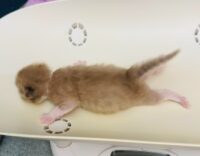 Available Ragdoll Kitten IN