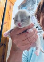 Available Ragdoll Kitten IN
