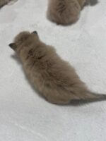 Available Ragdoll Kitten IN