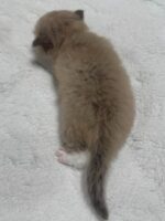 Available Ragdoll Kitten IN