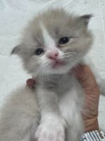 Available Ragdoll Kitten IN