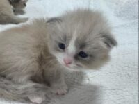 Available Ragdoll Kitten IN